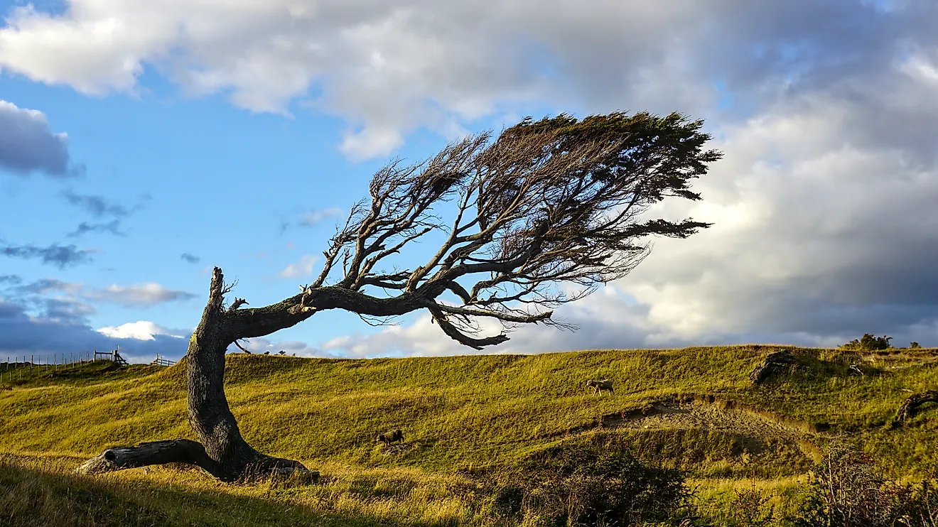Tree deformed by wind nearby Punta Arenas, Patagonia, Argentina. 