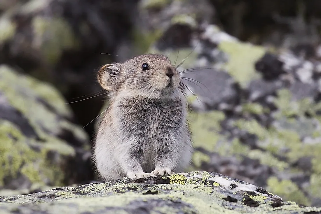 Tundra Biome Animals