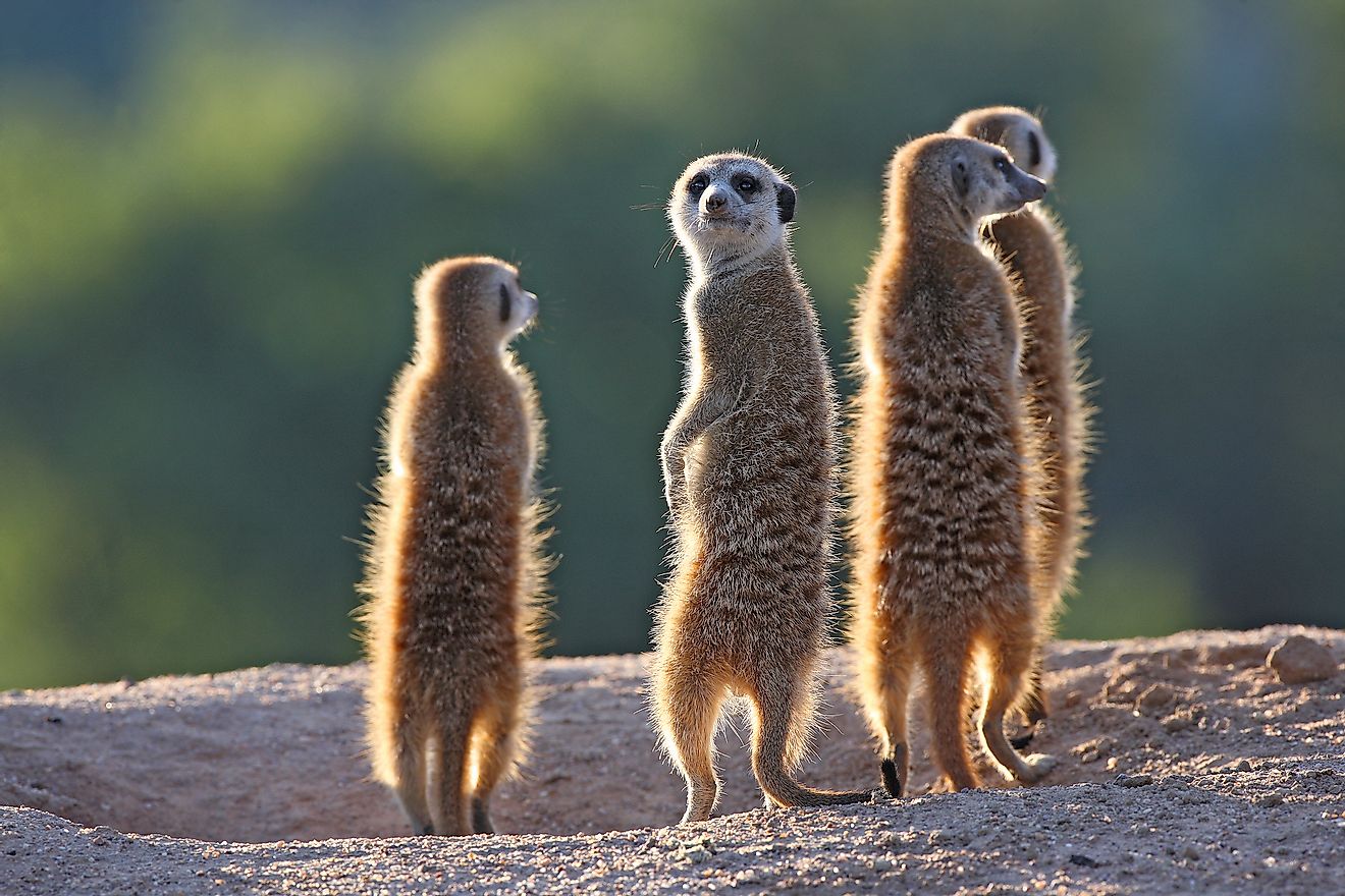A group of meerkats. Image credit: Erwin Niemand/Shutterstock.com