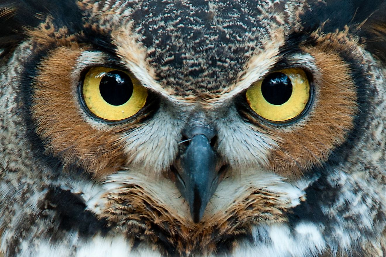 Great Horned Owl staring with golden eyes. Image credit: Jadimages/Shutterstock.com