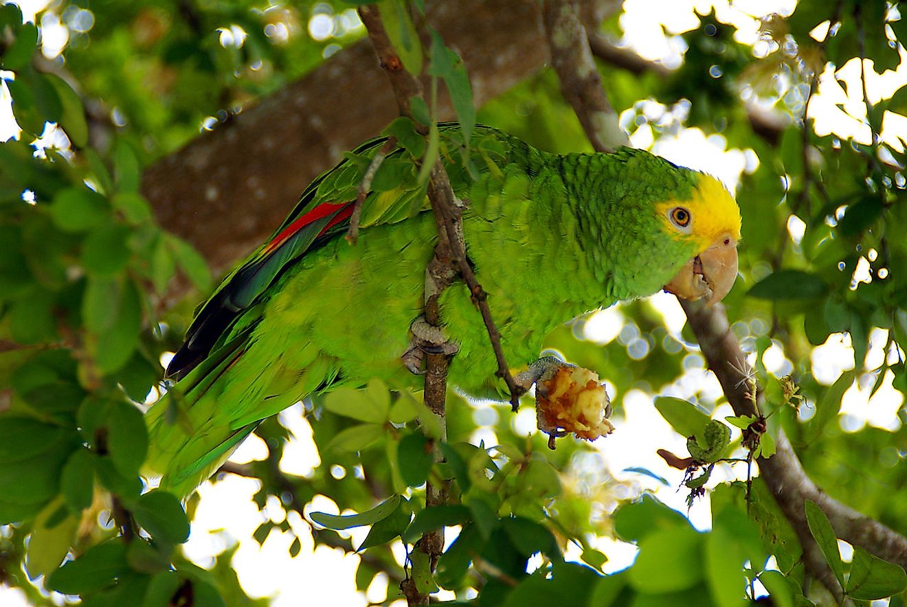 Yellow-headed Amazon perching in a tree. Image credit: palindrome6996/Wikimedia.org