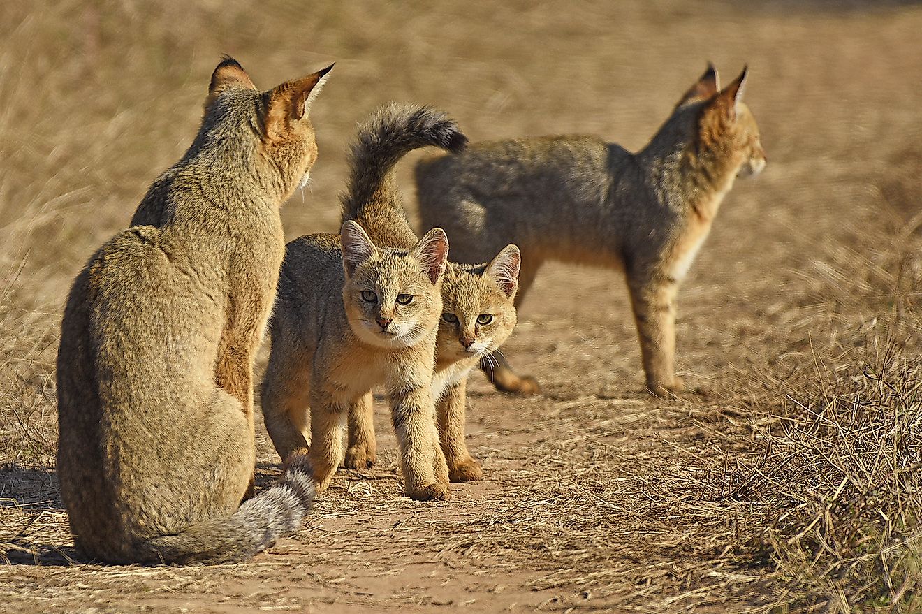 Jungle Cat with kittens.