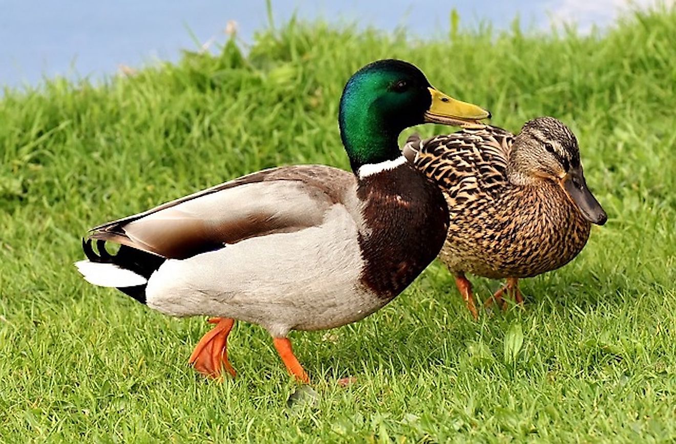 A pair of Mallard ducks. Image credit: Wikimedia.org