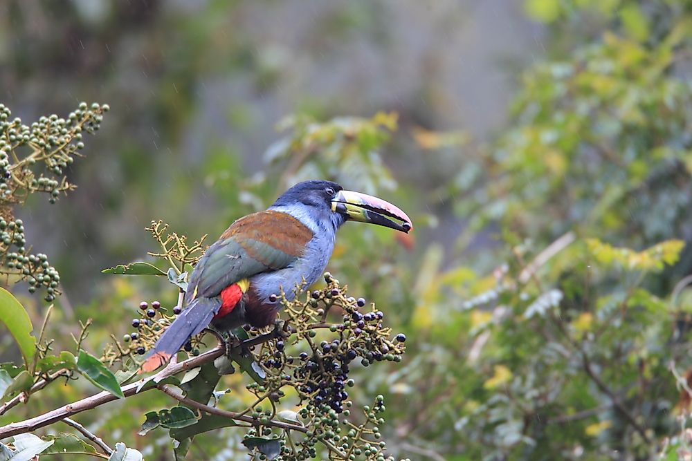 A grey-breasted mountain toucan in Ecuador. 