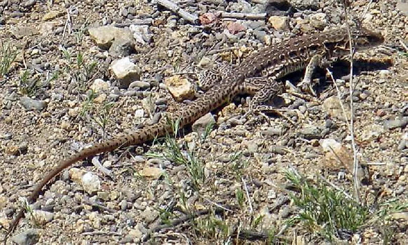 The ironically named Dwarf Tegu is the largest lizard in Chile, and endemic to the country.