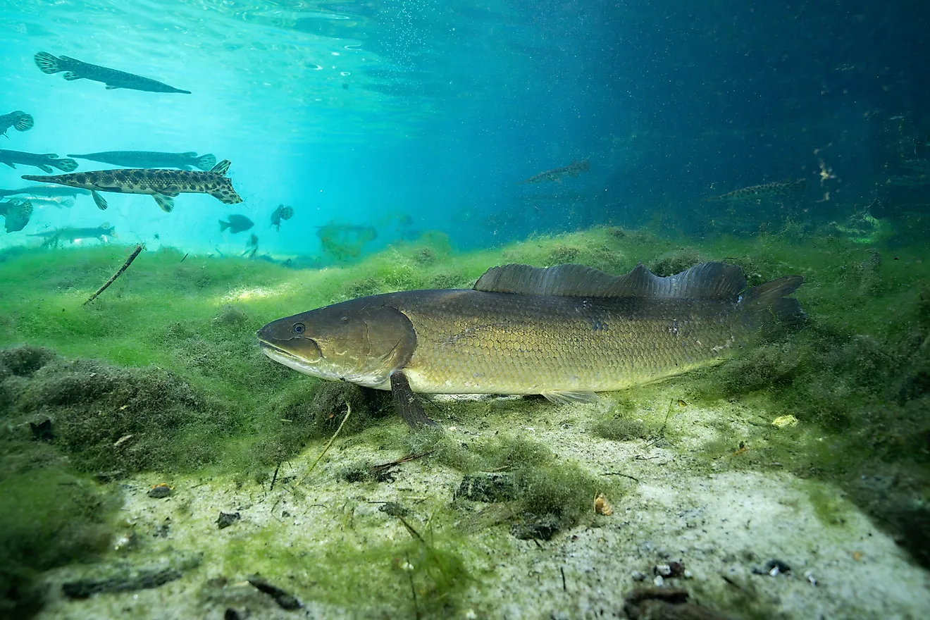 Bowfin at the bottom of mossy spring