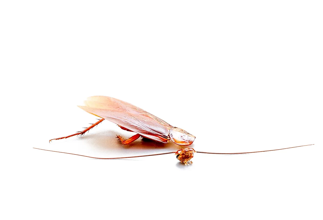Side view of a headless cockroach with its decapitated head beside it.