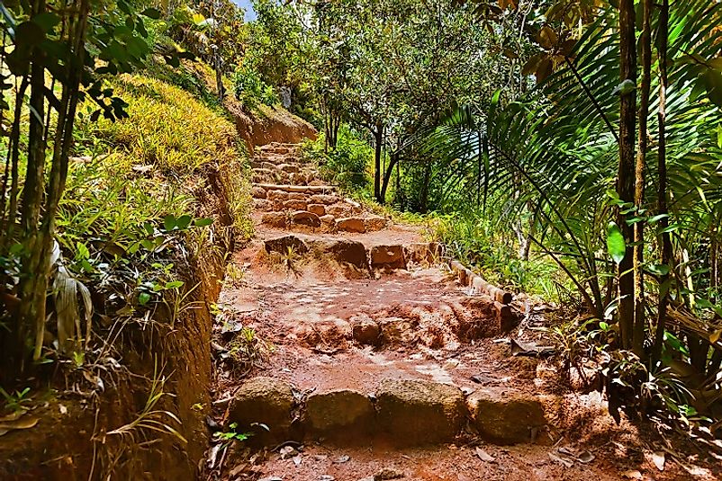 A walkway up the jungle hillside in Vallée de Mai.
