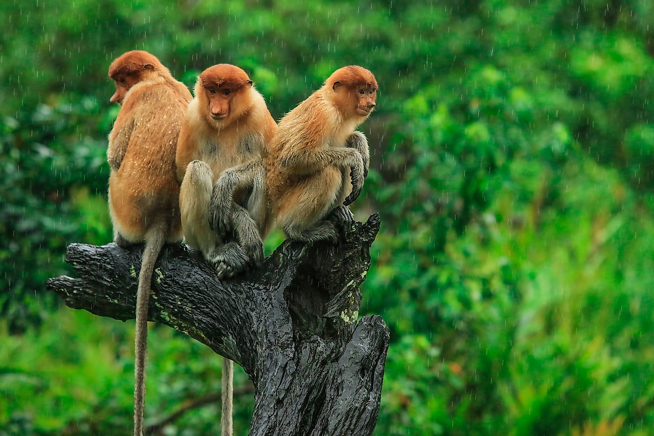 Proboscis Monkeys sitting on the tree in Borneo, Malaysia.