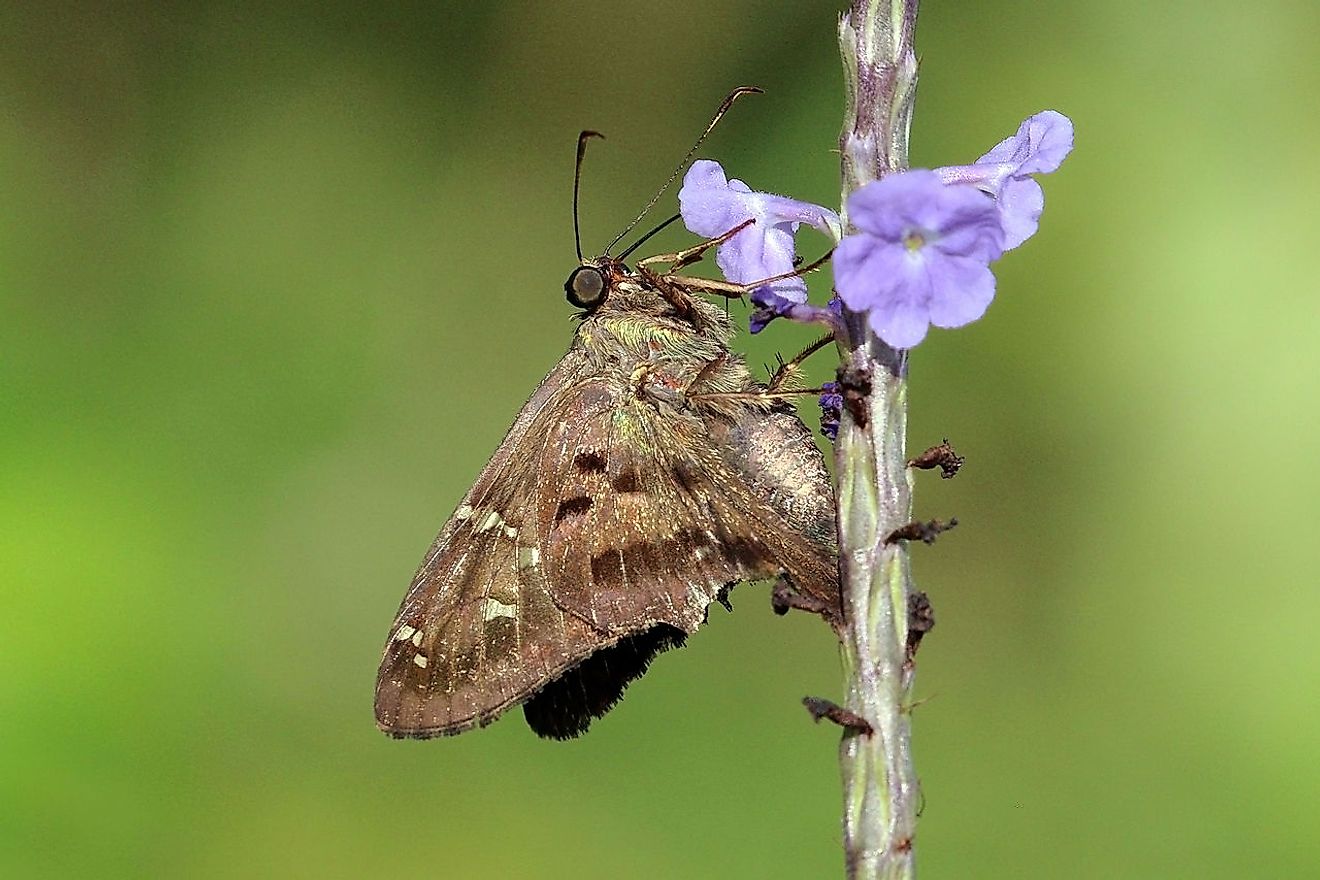 Long-tailed skipper (Urbanus proteus domingo), Grand Cayman. Image credit: Charles J Sharp/Wikimedia.org