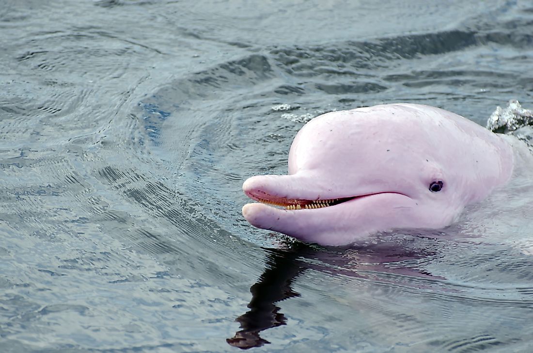 The Amazon river dolphin, also known as the "pink dolphin". 