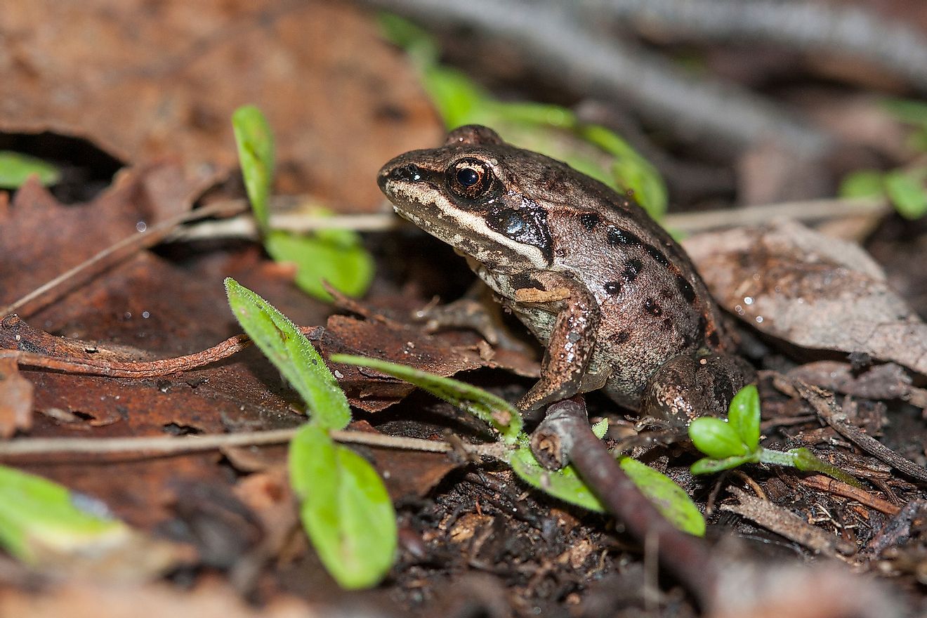 The wood frog (Lithobates sylvaticus or Rana sylvatica) has a broad distribution over North America, extending from the Boreal forest of Canada and Alaska to the southern Appalachians. Image credit:  Viktor Loki/Shutterstock.com