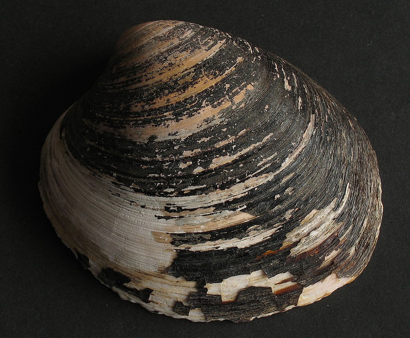 An ocean quahog. Image credit: Manfred Heyde/Wikimedia.org