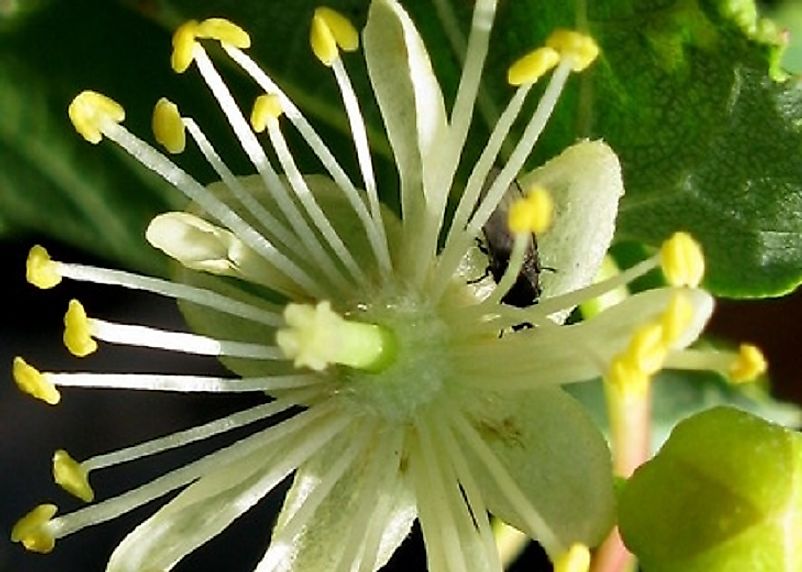 Flowers from Nasczokin’s Lime.