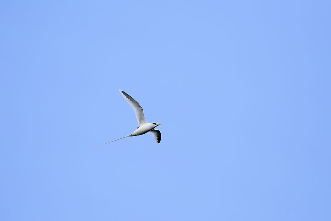 A white-tailed tropicbird. 