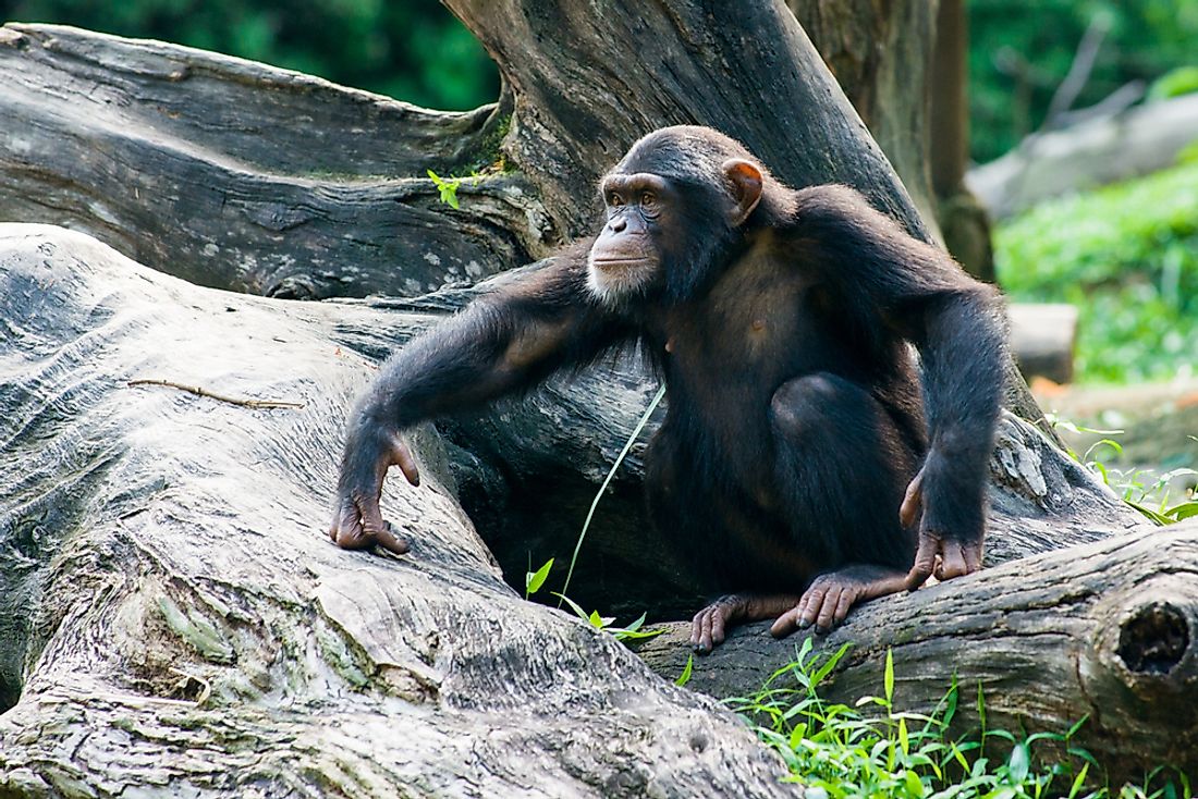 Jane Goodall, who studied chimpanzees, is an example of a zoologist. 