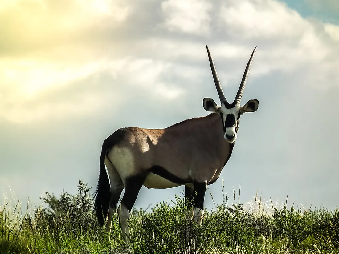 south african safari animals