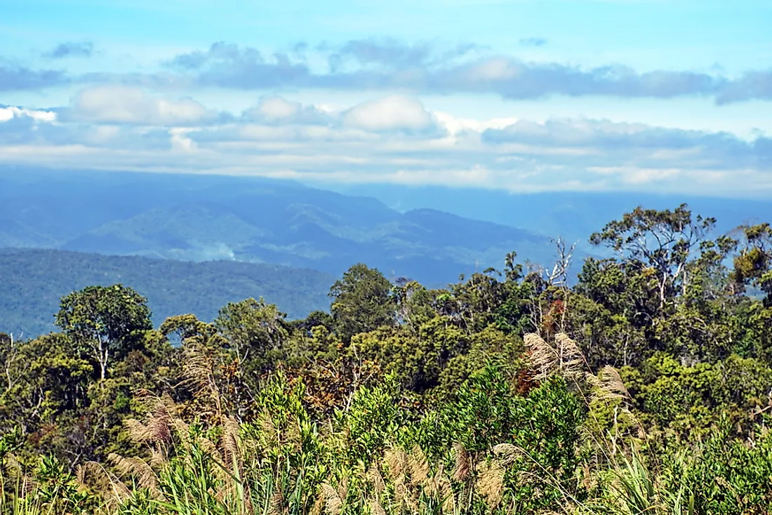 The lush rainforests of Papua New Guinea are home to a variety of species. 