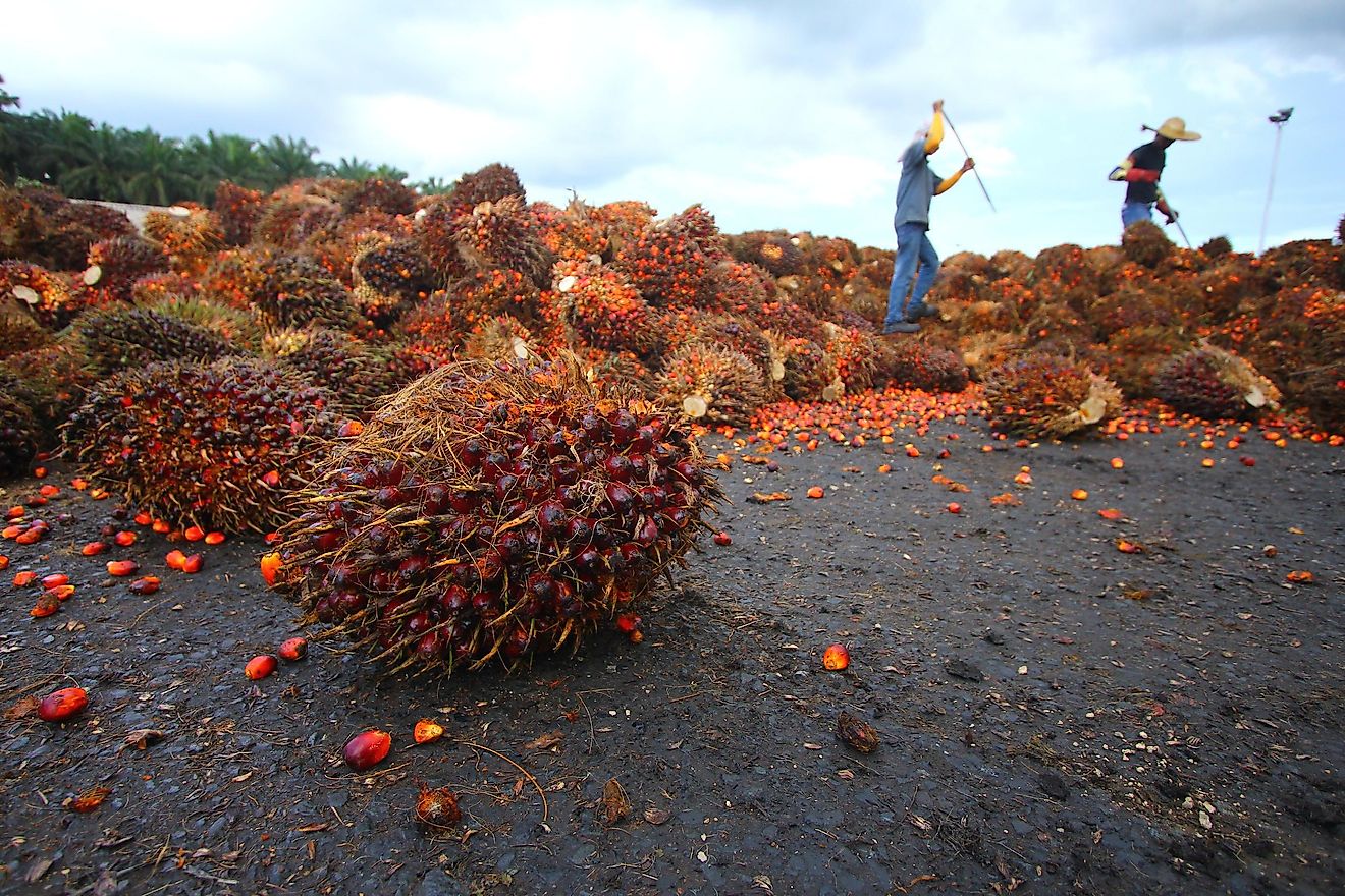 Palm oil is one of the most widely used products in the world, yet the trees that are cut are a natural habitat of orangutans.