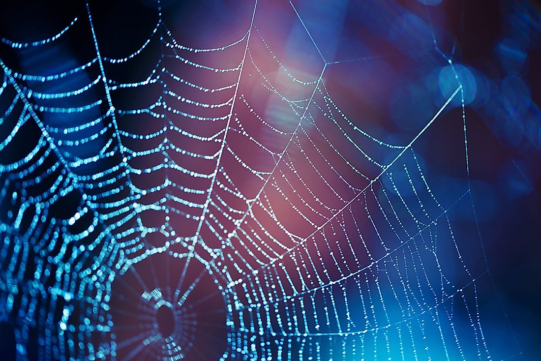 Spiders are not insects.