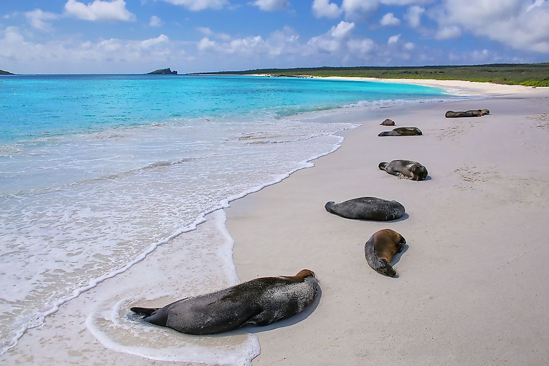 Sea lions in Galapagos National Park.
