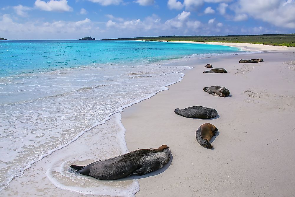 Sea lions in Galapagos National Park.