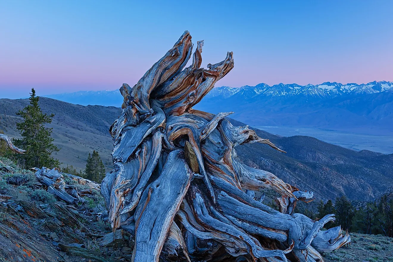 Pinus longaeva: this tree is more than five thousand years old.