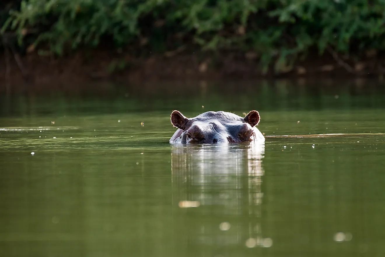 Curious hippo in the Gambia River near Niokolo-Koba National Park in Senegal, West Africa