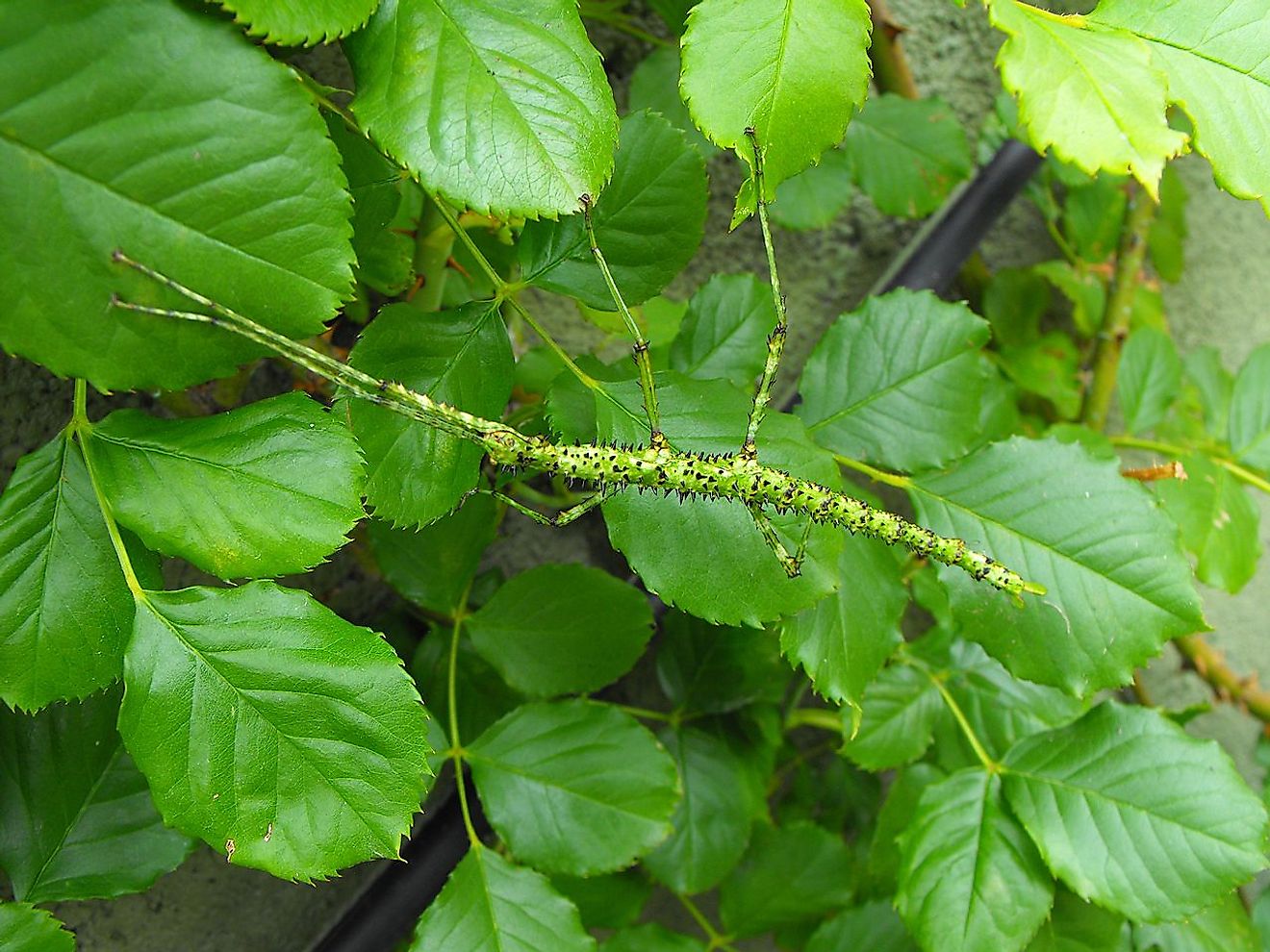 Acanthoxyla prasina or prickly stick insect, found in Fairfield, Otago, New Zealand. Image credit: Alan Gilchrist/Wikimedia.org