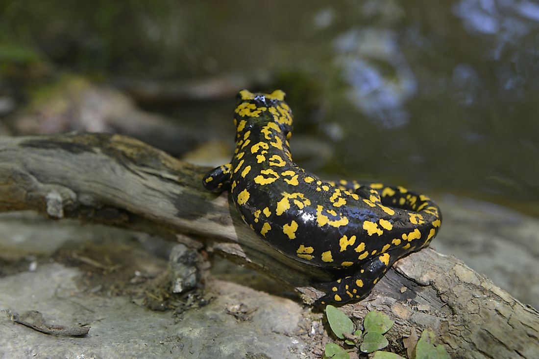 A Near Eastern Fire Salamander.