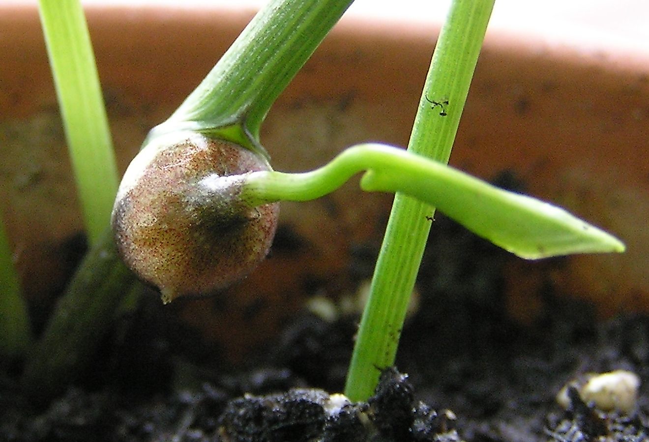 A bulbil is an aerial stem modification that develops from the axillary bud of a plant. Image credit: Enzo/Wikimedia.org