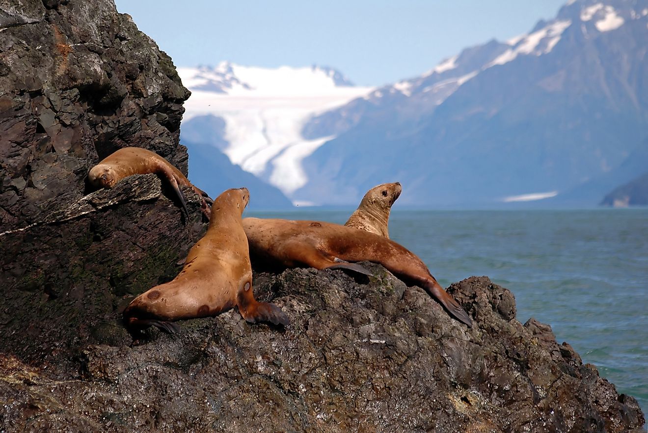 Stellar sea lions. Image credit: Caleb Foster/Shutterstock.com