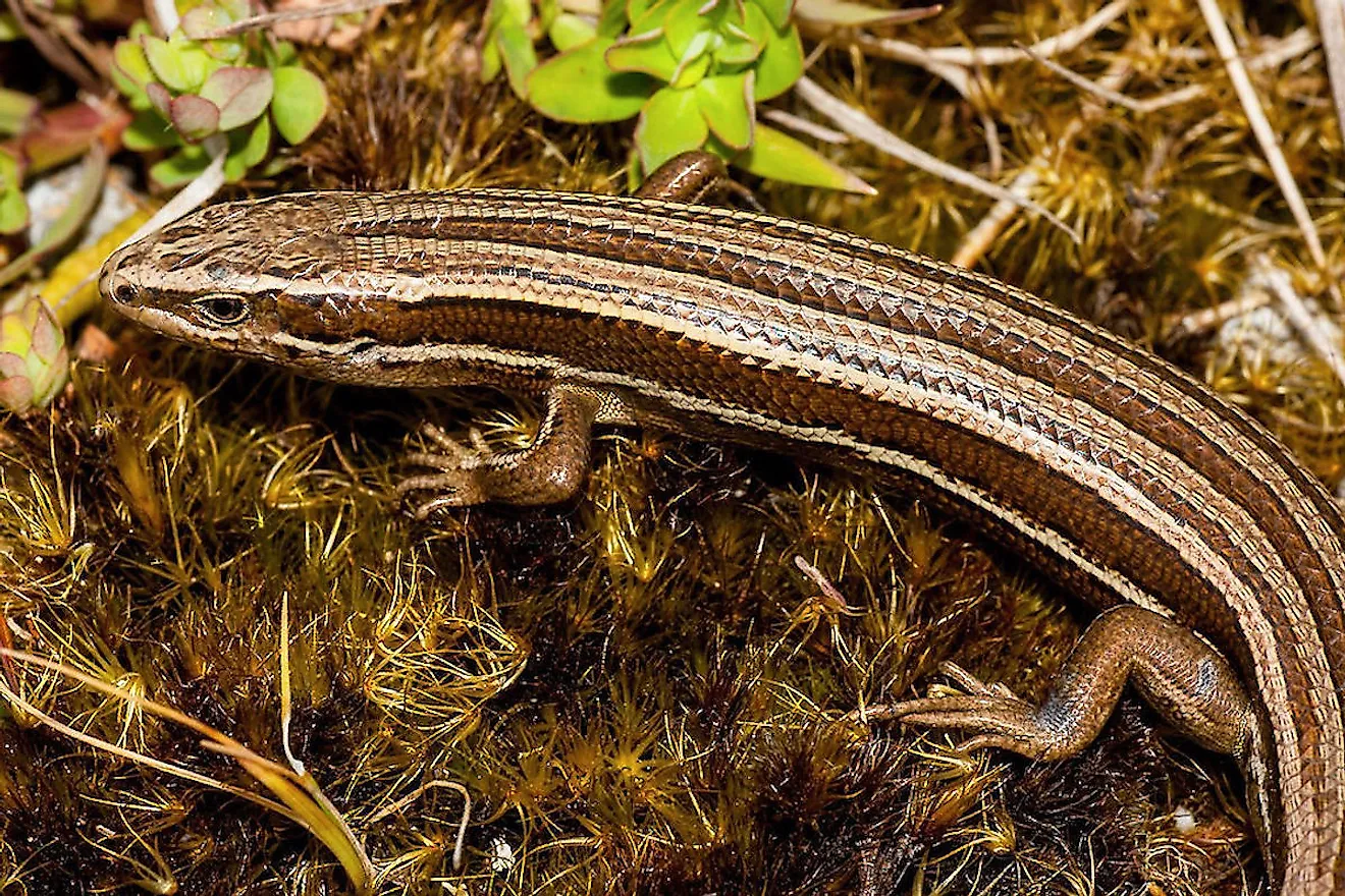  Canterbury Grass Skink. Image credit: rarespecies.nzfoa.org.nz