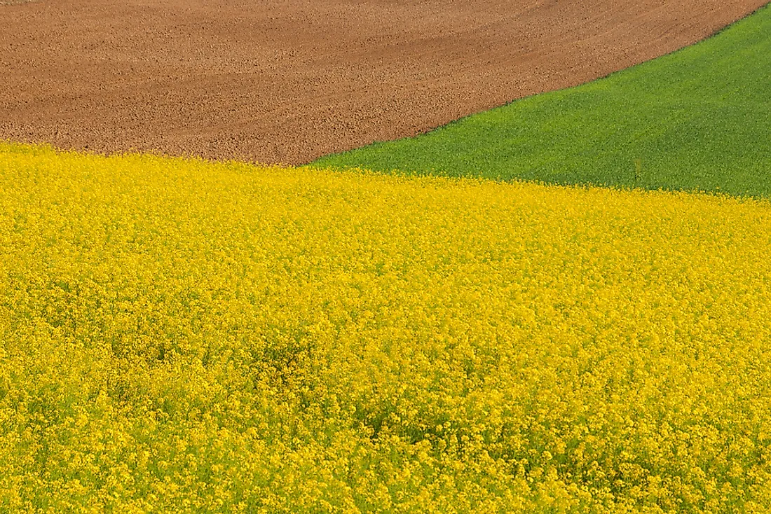 Fields of the Pannonian Plain in Central Europe. 