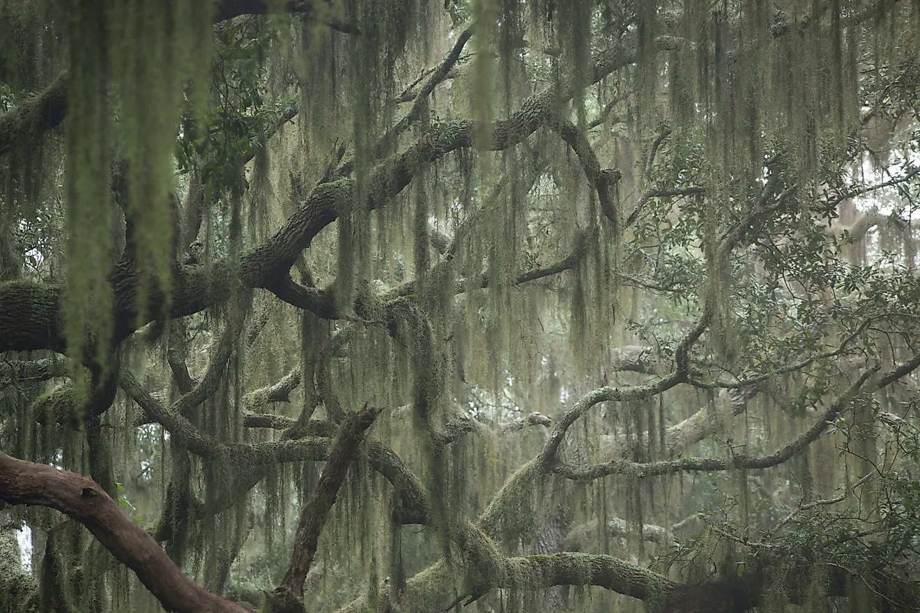 Trees with Spanish Moss and bushes on a foggy morning. Credit: G Allen Penton/ Shutterstock.com