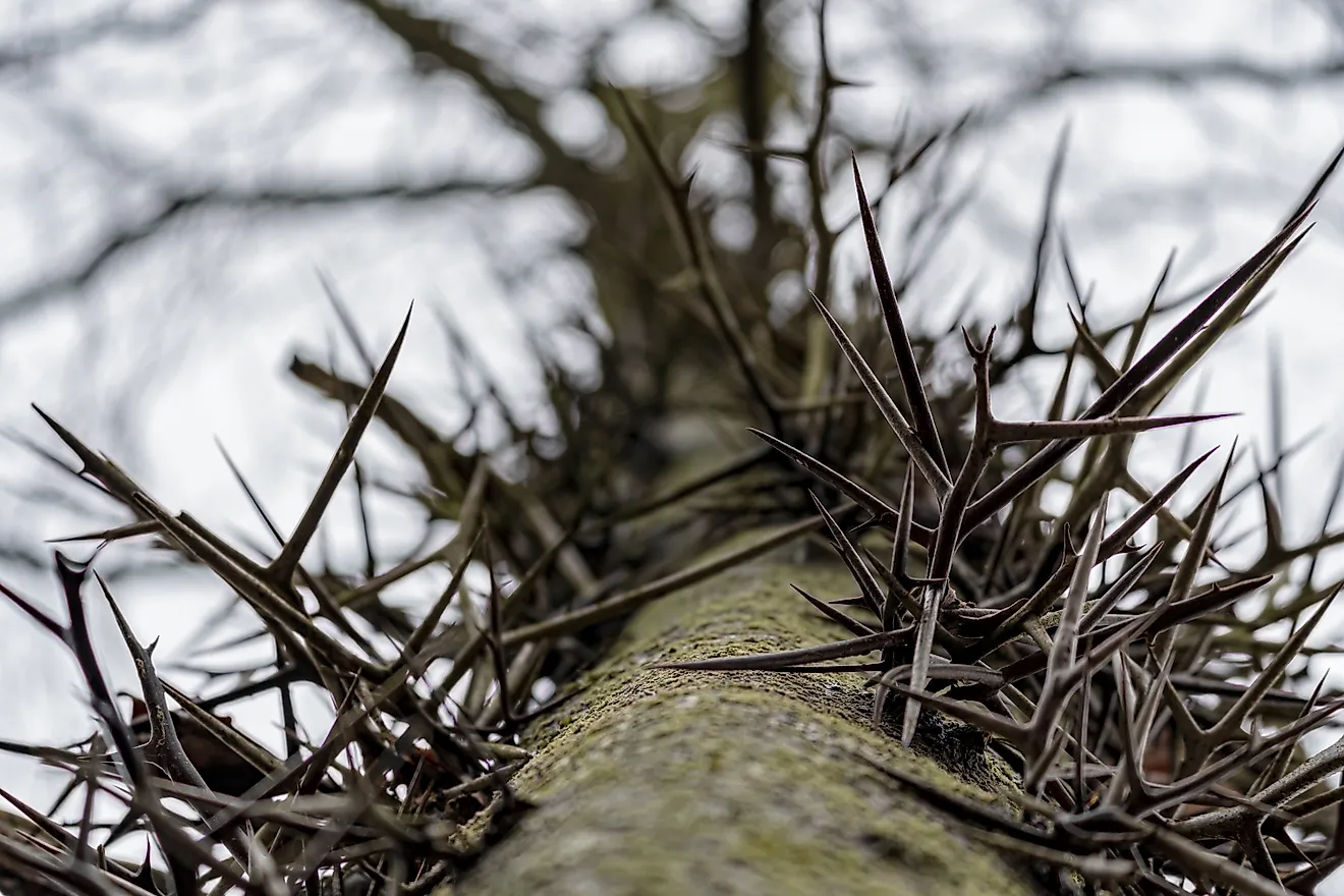 Honey Locust Tree Looking Up through thorns on trunk. 