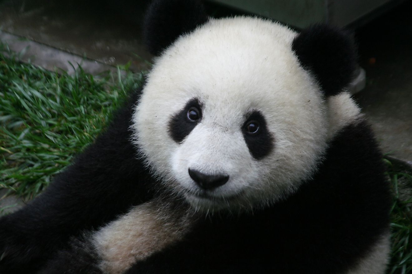 The few members of the endangered Giant Panda living in the wild today are to be found within small, fragmented chunks of mountainous Chinese forests.