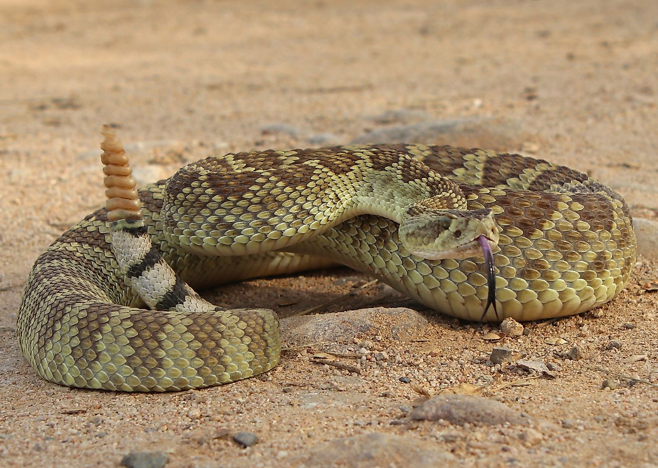 Mojave Rattlesnake (Crotalus scutulatus). 