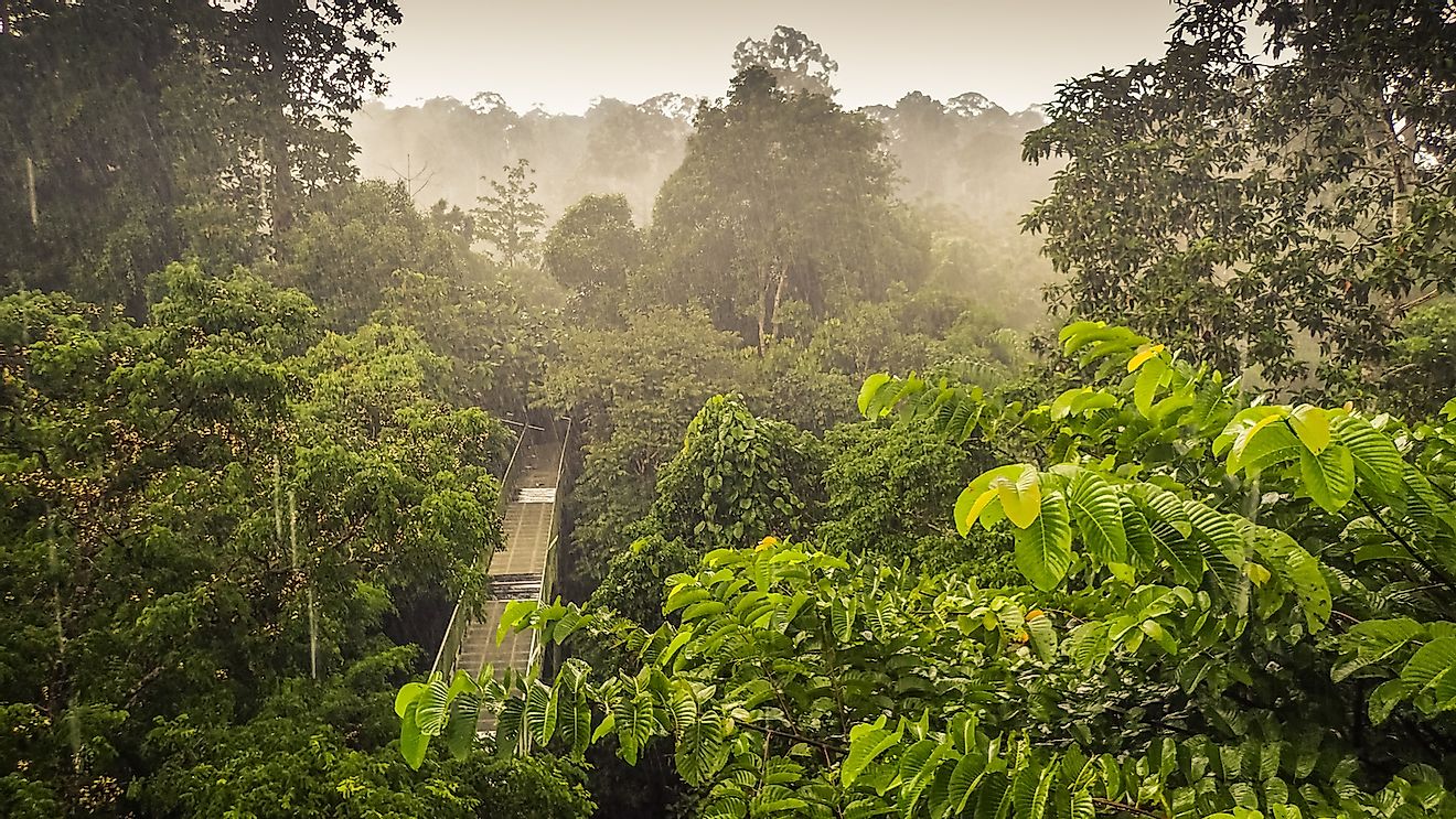 Rainforest wiew from the Canopy Walk Tower In Sepilok, Borneo. Image credit: Lillian Tveit/Shutterstock.com