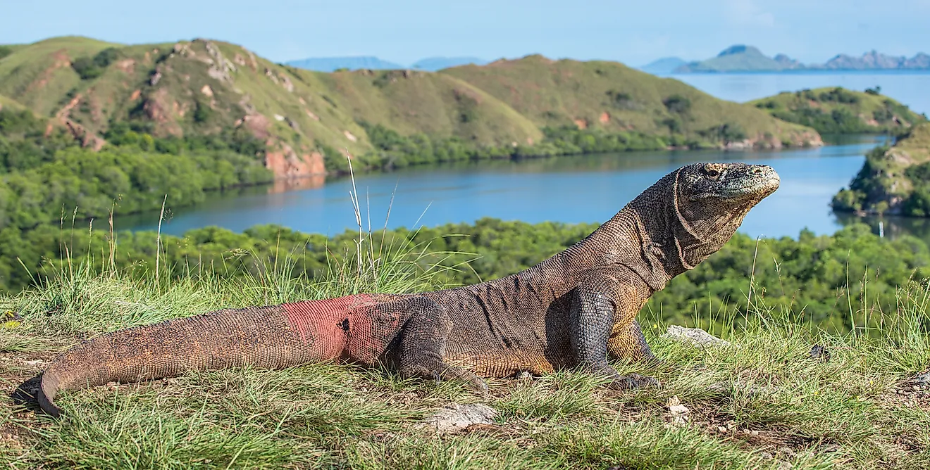 A Komodo dragon in Rinca Island, Indonesia. Image credit: Sergey Uryadnikov/Shutterstock.com