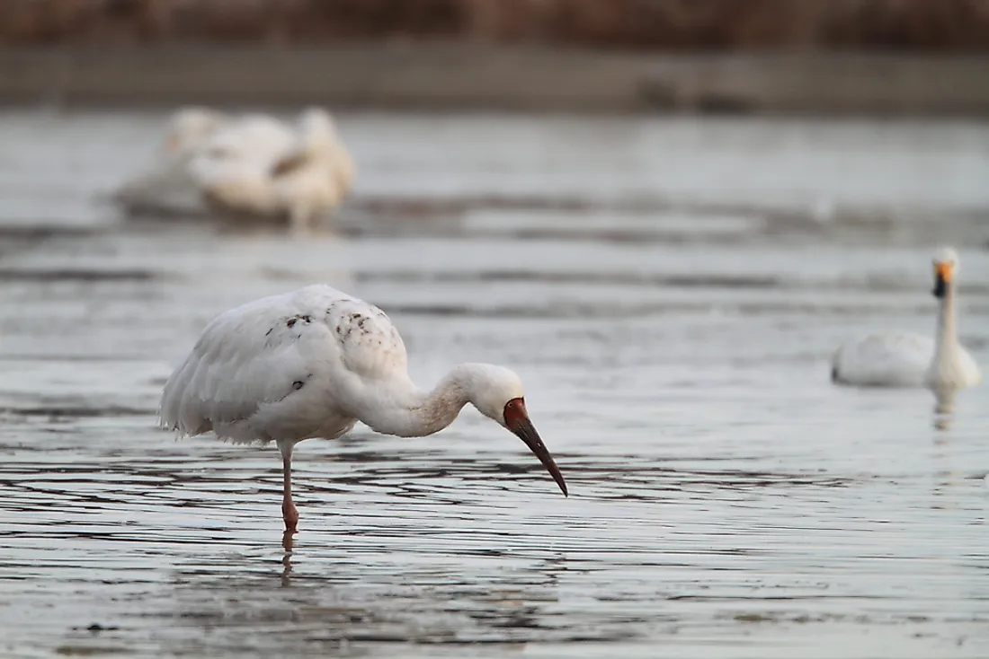 A Siberian crane in Japan. 