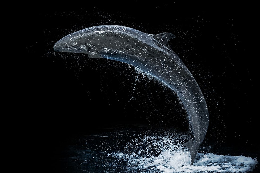 A false killer whale jumping in the water. 