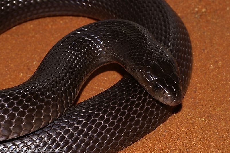 An Egyptian Black Desert Cobra.