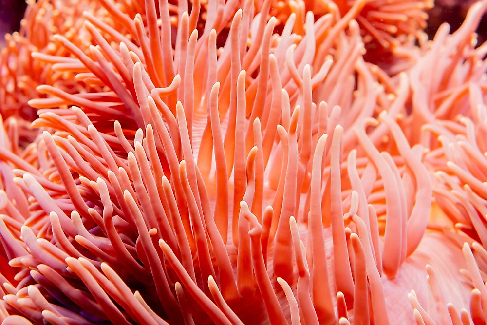 Living coral.