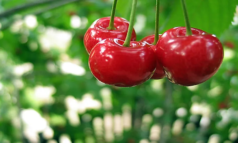 A bunch of cherries hanging from the cherry tree.