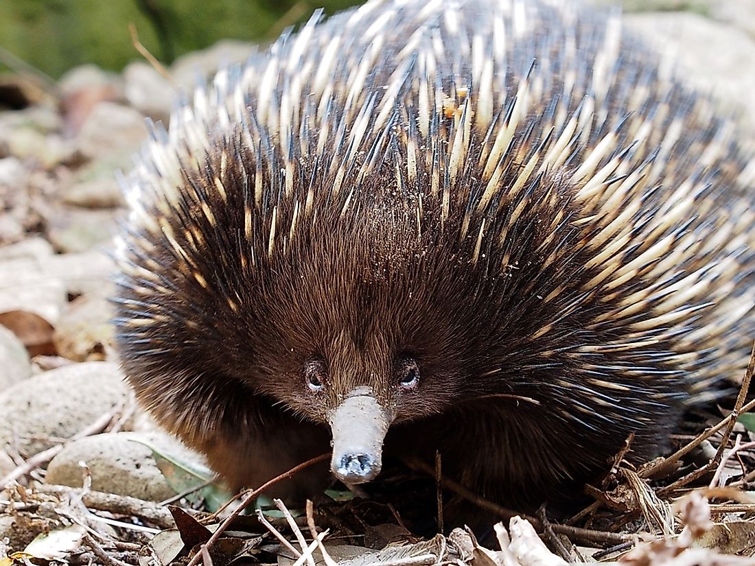 An echidna. Echidnas are one of the world's strangest animals. 
