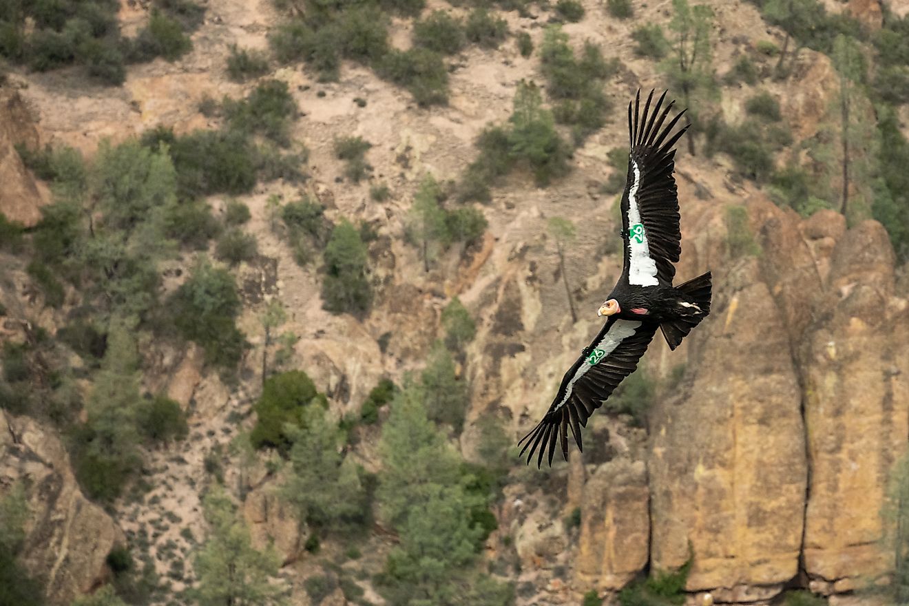 Condor Green 26 Sails By Against The Cliffs in Pinnacles National Park