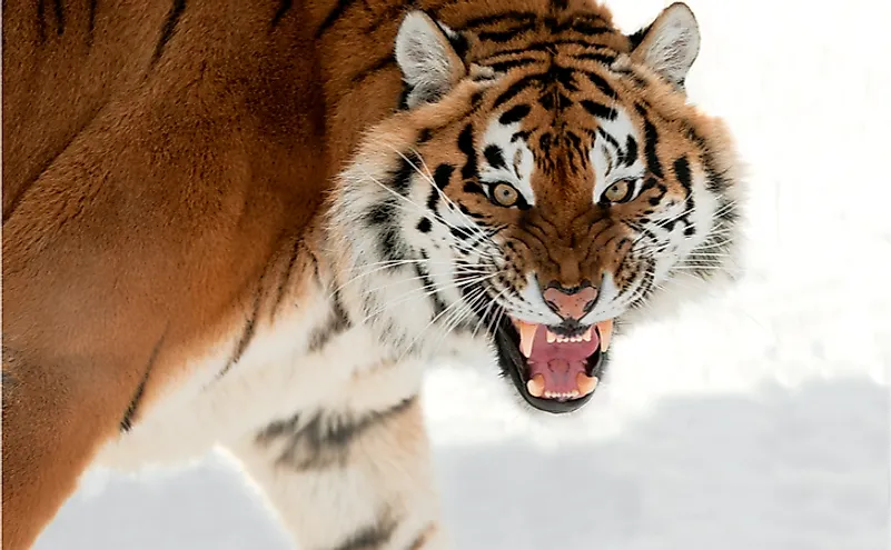 siberian tiger roaring