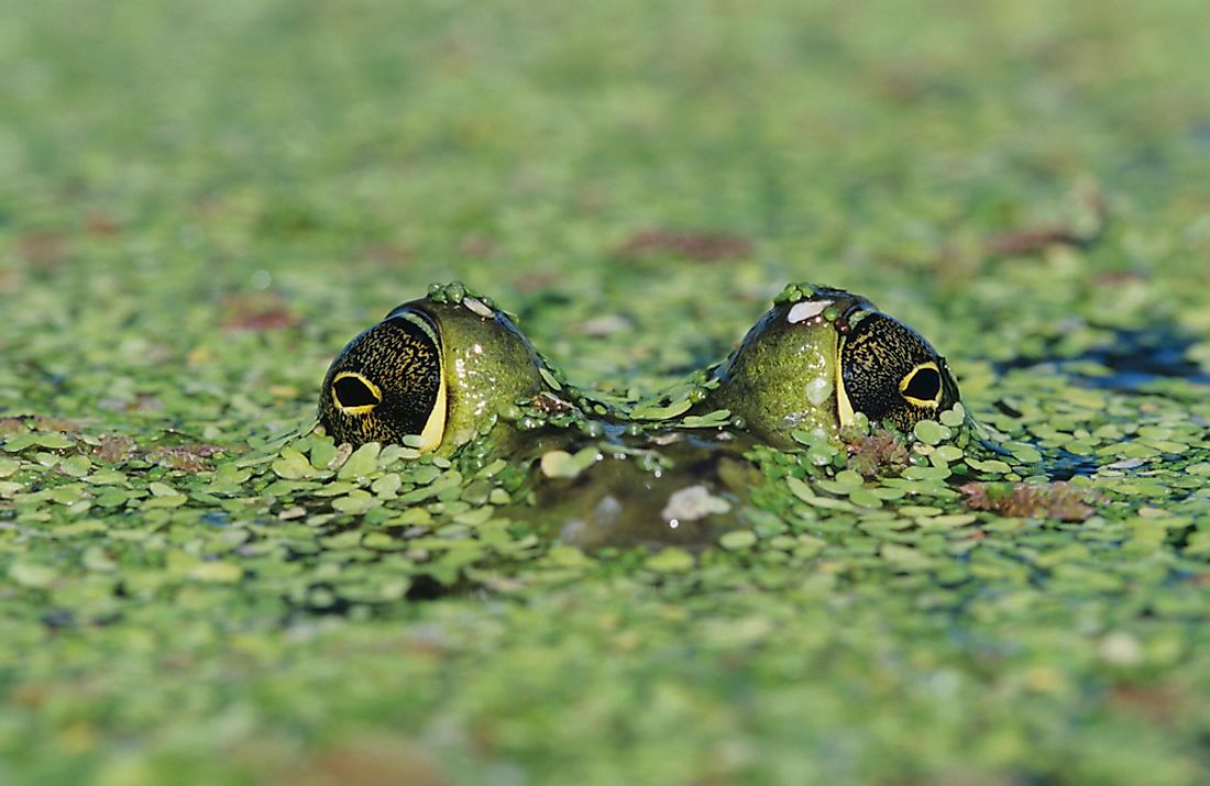 A study completed in the 1960s suggested that bullfrogs do not require sleep. 