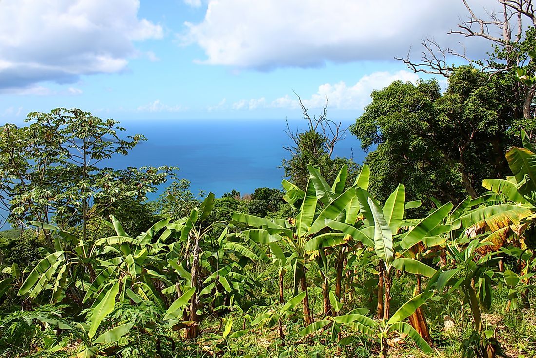 Sage Mountain National Park, Tortola, British Virgin Islands. 